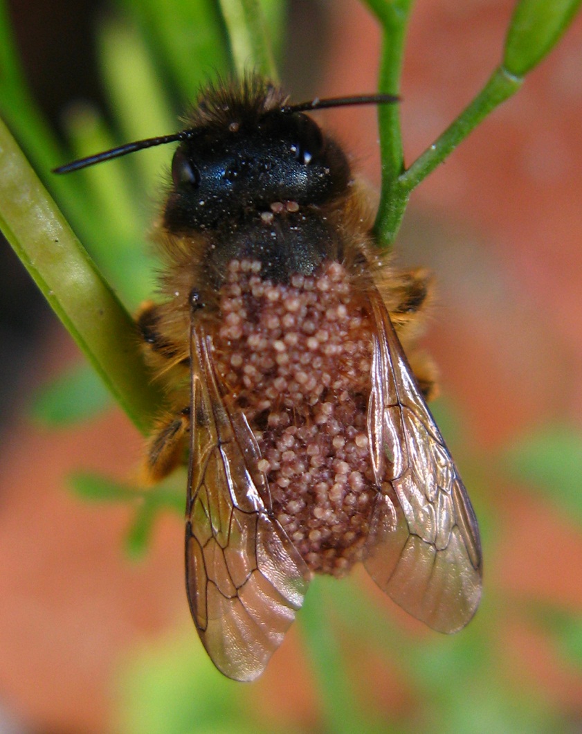 Osmia coperta di Acari